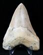 Megalodon Tooth - SC Land Find #12933-2